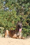 MALINOIS 146